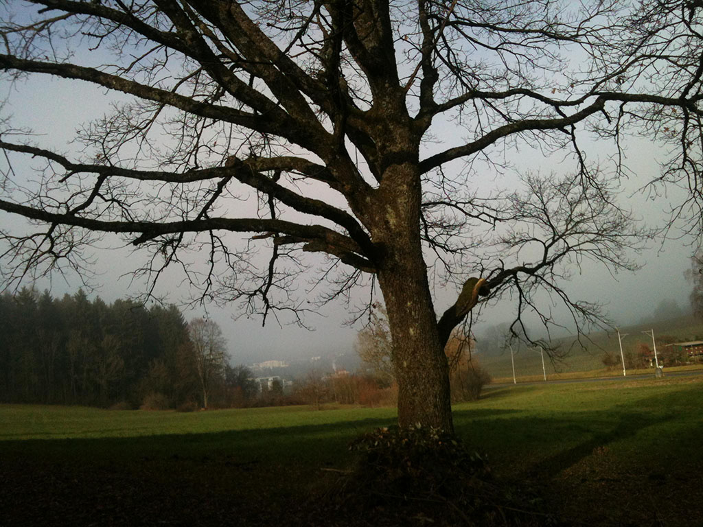Original Image